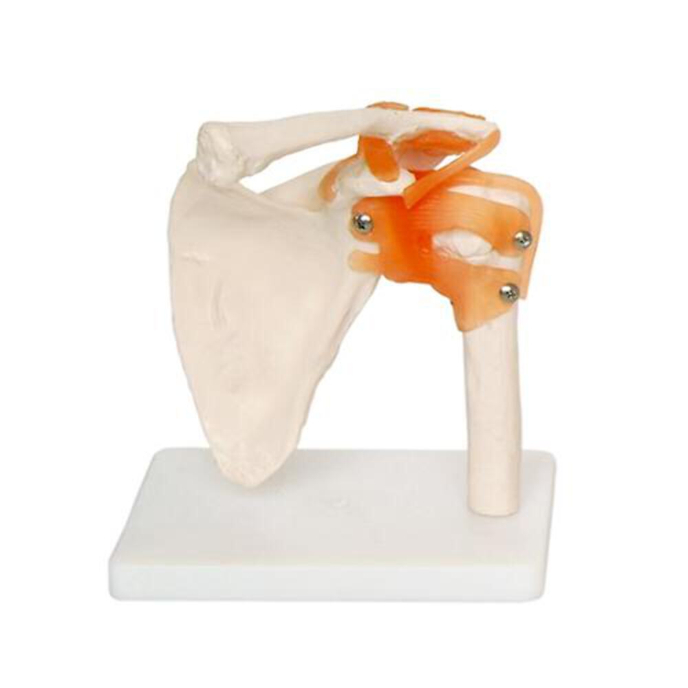 66fit™ Anatomical Human Shoulder Joint - Medical Training Aid