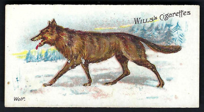 WILLS (AUS) - WILDE ANIMALS OF THE WORLD - #7 WOLF