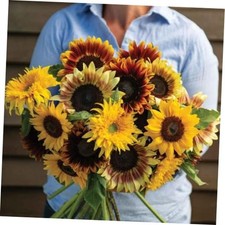 Sunflower Seeds for Planting - to Plant a Mix of Sunflowers Velvet Queen,