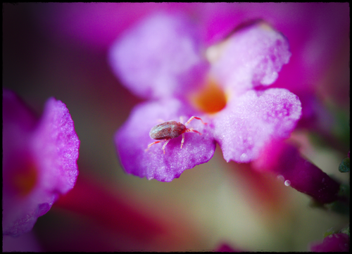 Rokinon 100mm F2.8 ED UMC Macro Lens (Canon EF) - Picture 6 of 10