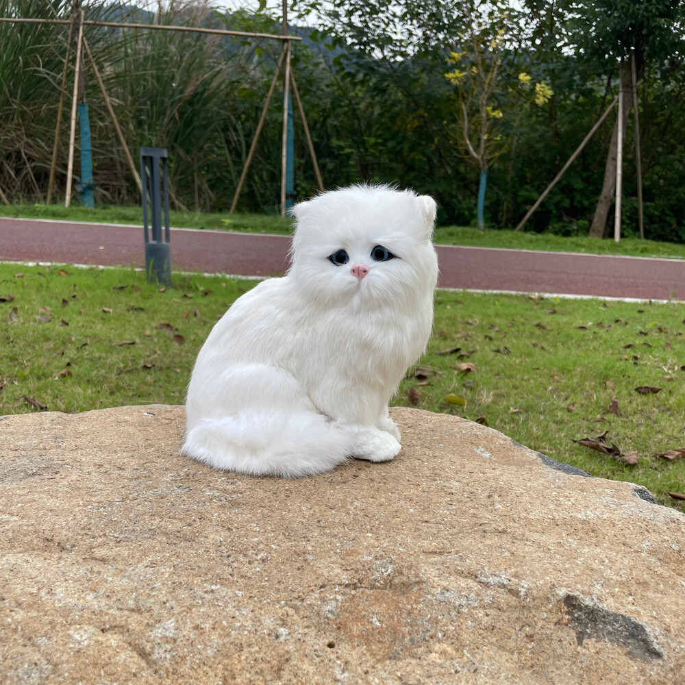 Persian Longhair Pets4homes Persian Cats Persian Cat Pictures Care