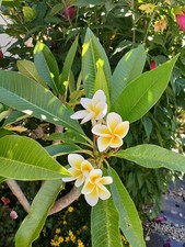 Bouture De Frangipanier Des Seychelles