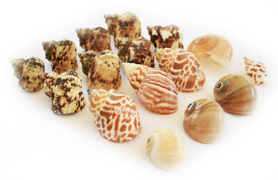 16 Changing Shell Set Medium Size Select Turbo / Land Snail Shells Aquarium