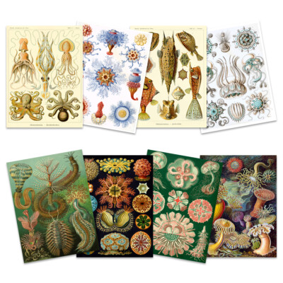 Ernst Haeckel Kunstformen Der Sea Life Nature Biology Wall Art Poster Pack of 8