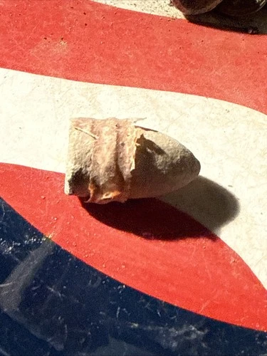 Dug Civil War 💥 🇺🇸 💣 Sharps Bullet W Partial Skin Casing