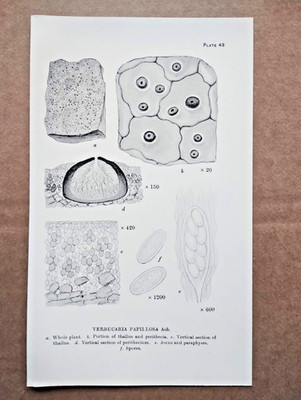 Beispiel britischer Flechten: Verrucaria Papillosa - antiker Botanikdruck - 1926