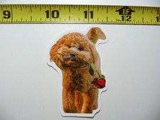 TOY POODLE FUNNY DOG SMALL STICKER DECAL PET PLAY FURBALL FUNNY