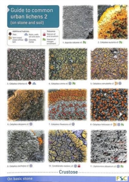 Guide to Common Urban Lichens by Frank Dobson (Wallchart)