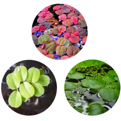 USCAPE-PLANT Aquarium Schwimmpflanzen Set | 3 verschiedene Schwimmpflanzen