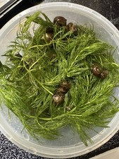25 Live Ramshorn and Bladder snails. Clean-Up crew or feeder snails