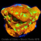 COE NON WYSIWYG Live Coral Frag ~ Jack O Lantern Leptoseris Coral LPS SPS — photo 6