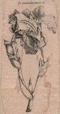 Fris ChamairisLatifolia lot all 3 x 5 1/4" Rubber Stamp, Plants Stamp, Flowers,