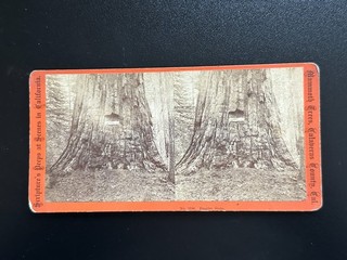 Antique Vintage "EMPIRE STATE" TREE CALIFORNIA Stereoview Photograph