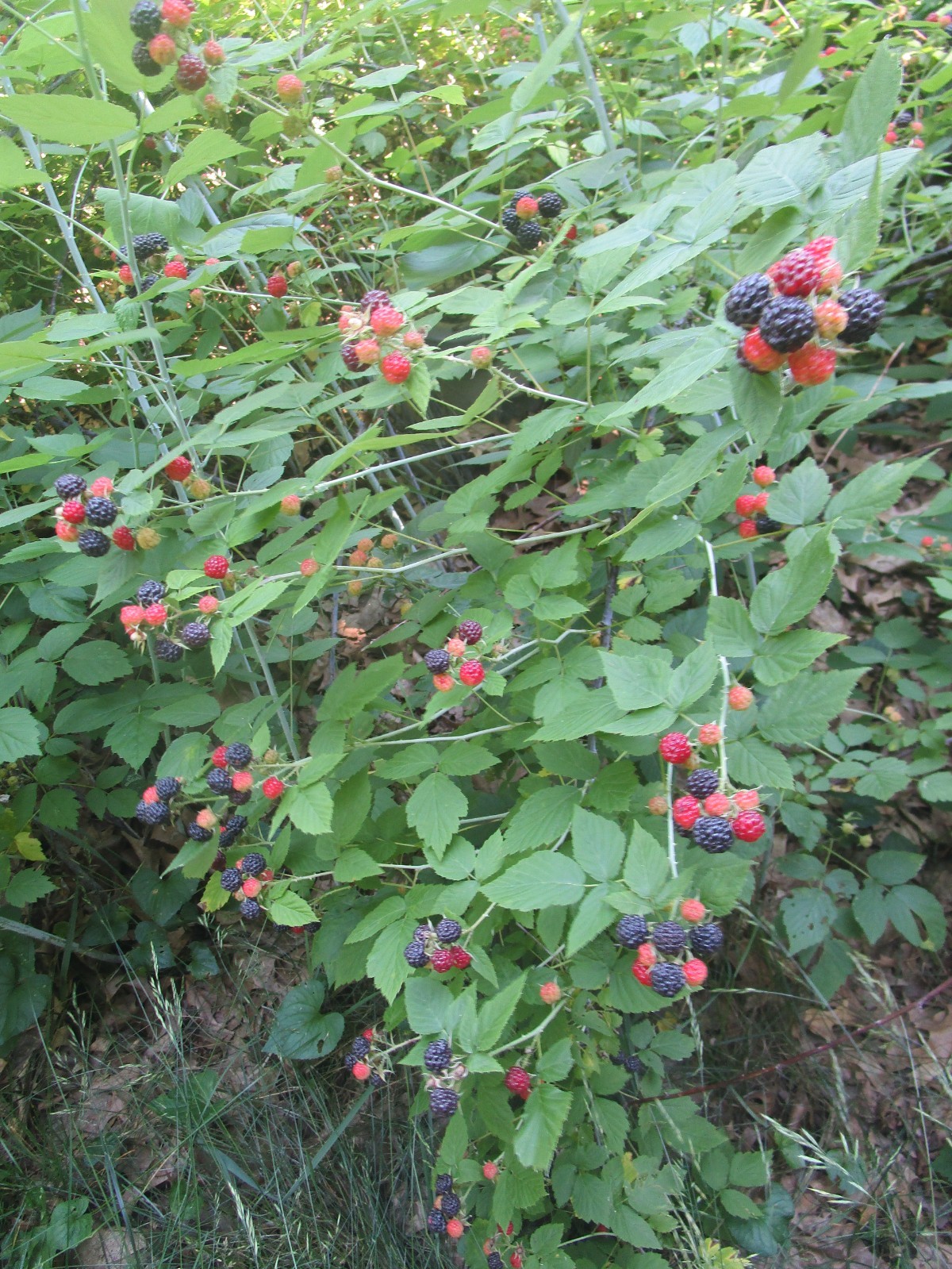 Cold Hardy Raspberry Varieties 6 HEIRLOOM BLACK RASPBERRY PLANTS- COLD HARDY, GREAT PRODUCER, DUG TO ...