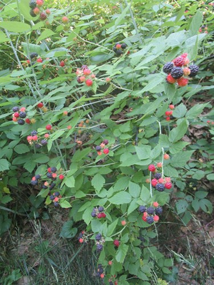 #ad #ad 6 HEIRLOOM BLACK RASPBERRY PLANTS COLD HARDY GREAT PRODUCER DUG TO ORDER $32.95