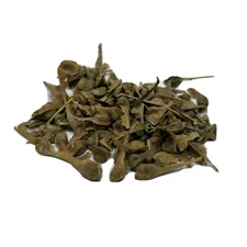 Trident Maple Bonsai Tree Seed Pack Acer Buergerianum