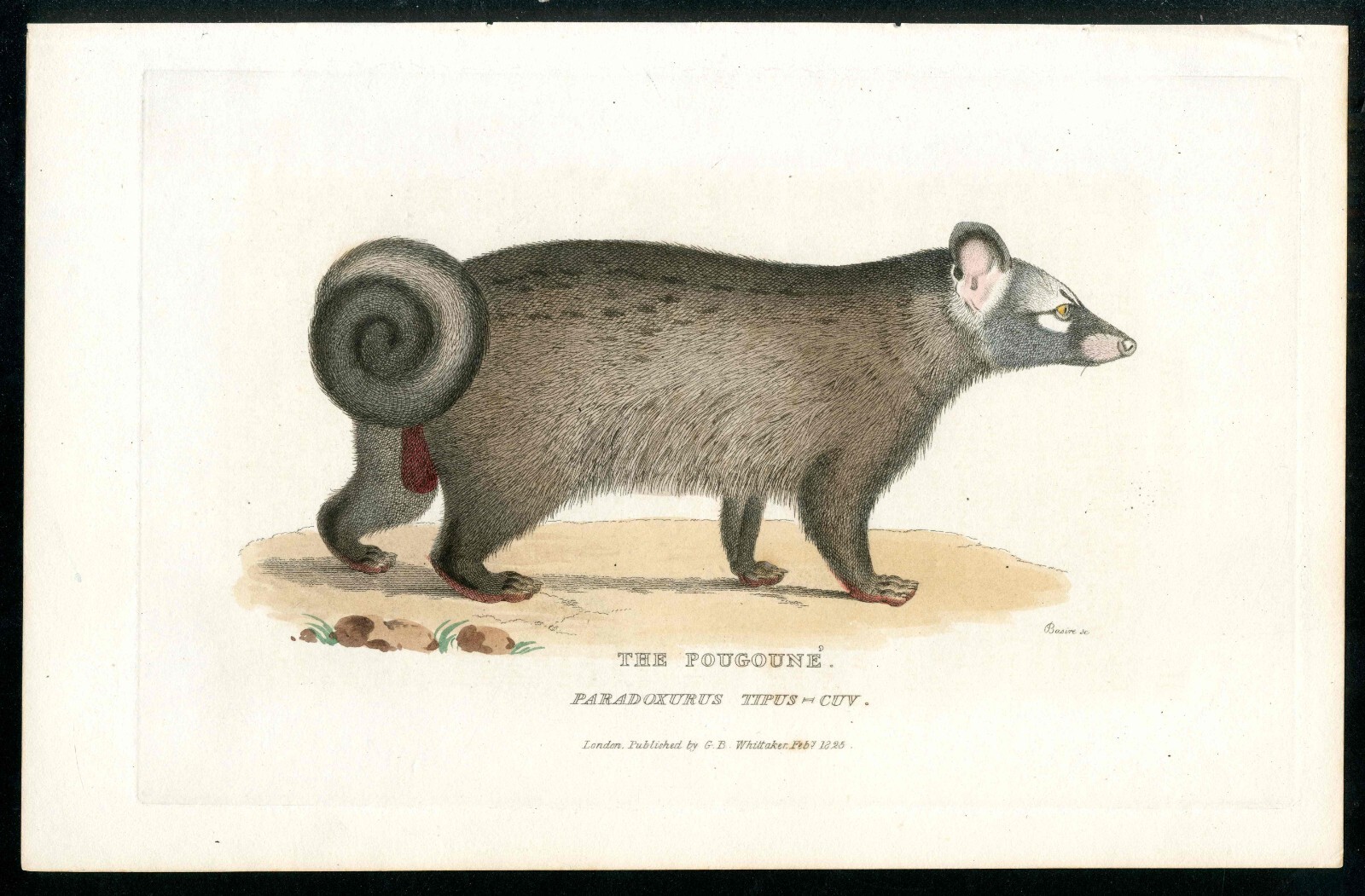 1828 Animal Kingdom by Baron Cuvier Antique Print Animal Asian Palm Civet