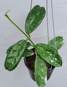 sarawak hoya sarawak hoya
