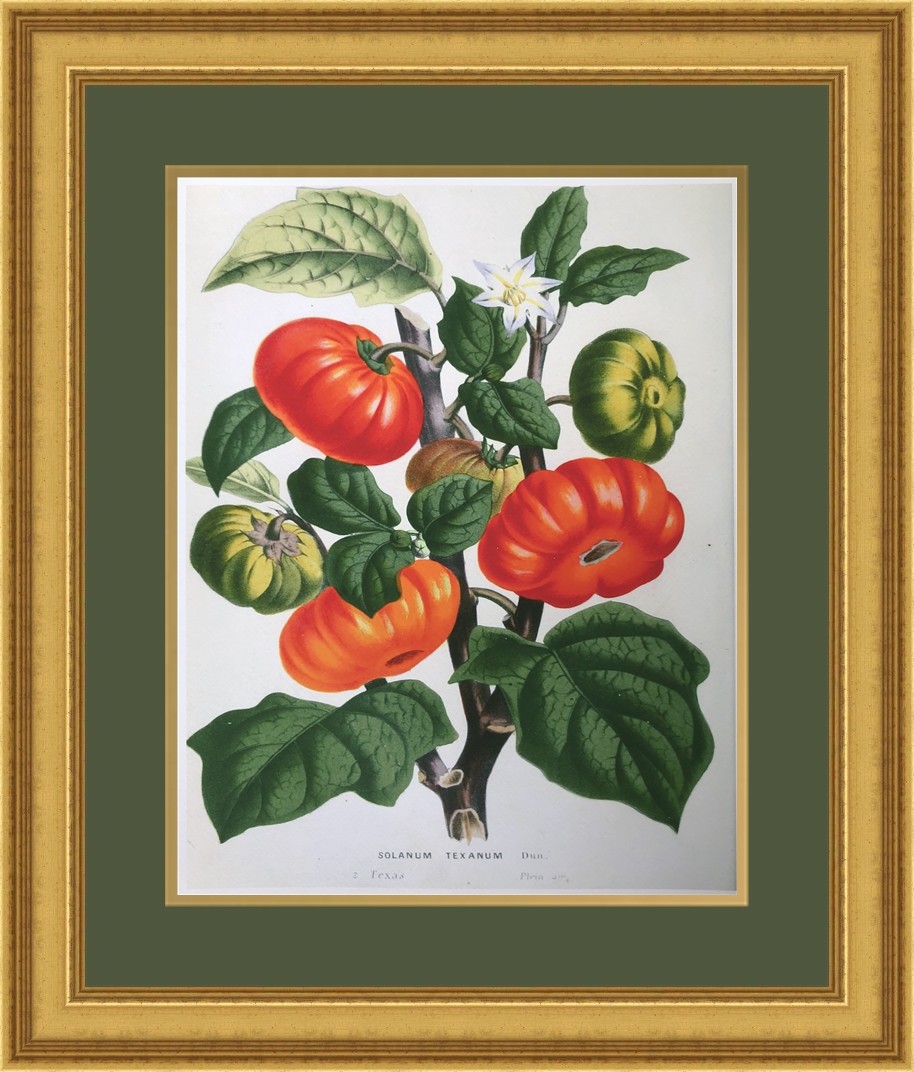 Botanical Giclee Print #2 Beautifully Custom Framed FREE SHIPPING