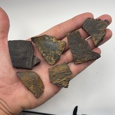 Ice Age Era Fossilized Turtle Shell Fossils Peace River Florida