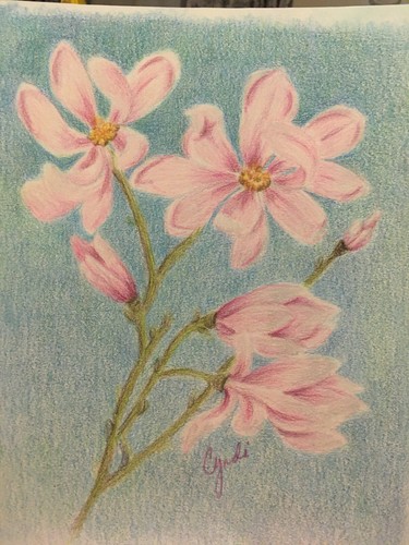 Dibujo a lápiz de colores flores originales de magnolia - Imagen 2 de 2