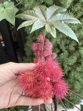 Bean Seeds. Homegrown and  Just Hand Picked. Organic Seeds. Botanical. 