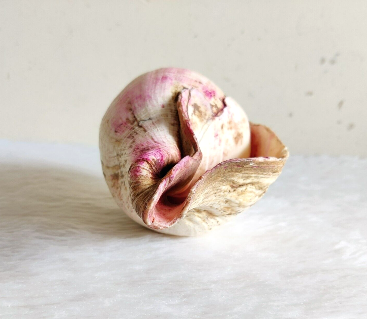 Vintage Beautiful White Natural Conch Shell Beach Decorative