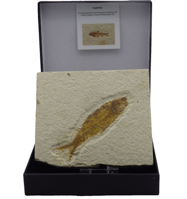 Fossil Knightia Fisch Geschenkbox Eozän Green River Formation Wyoming USA + Ständer