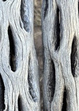 30 Pcs Cholla Wood 6 Long Aquariums Terrariums Aviaries Decor Shrimp Tanks