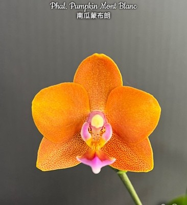 Phal. Pumpkin Mont Blanc, Mericlone, Blooming Size, FREE Shipping