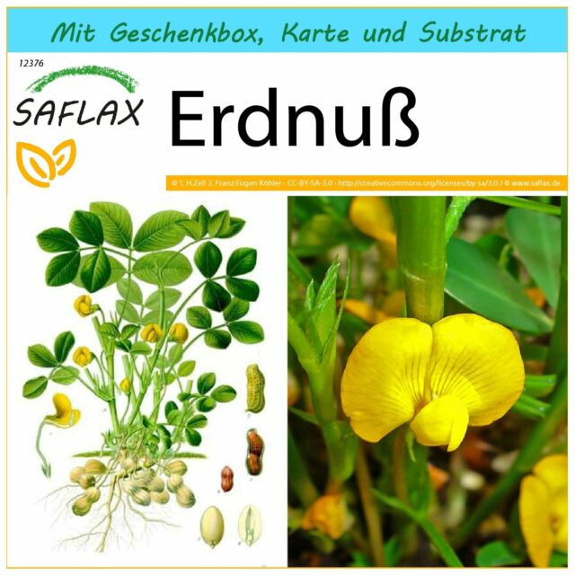 SAFLAX Geschenk Set - Erdnuß - Arachis - 8 Samen