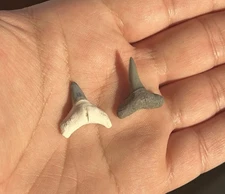 Bull Shark & Lemon Shark - Bone Valley Florida - Natural Fossil