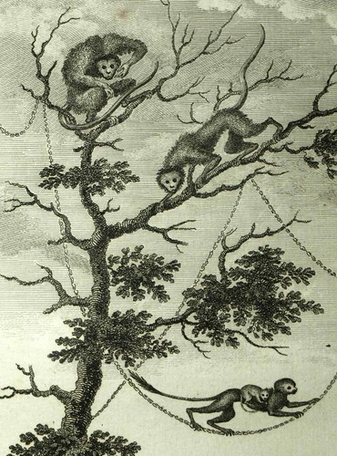 DIFFÉRENTS SINGES AU SURINAME, GUYANE HOLLANDAISE gravure de voyage 1798 - Imagen 3 de 3