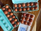 Blue and Black Copper Marans 10++ Fertile Hatching Eggs — photo 2