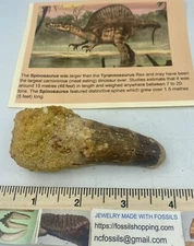 Spinosaurus 3 3/4” T00TH  Teeth Dinosaur F0SSIL before T Rex Cretaceous C19