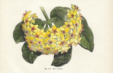 HOYA CARNOSA Stampa antica del 1896 di FIORI Incisione inglese botanica