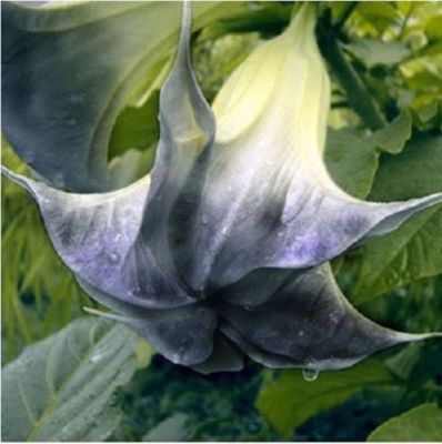 10 Black Angel Trumpet Seeds Brugmansia Datura Flower Fragrant 284 US  SELLER | eBay