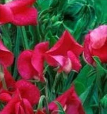 Perennial Sweet Pea Pearl Red - 15 Seeds - Vine -  Lathyrus Latifolius
