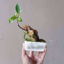 árbol bonsái Ficus benjamina tamaño pequeño. con fitosanitario