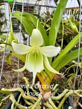 Sobennikoffia robusta