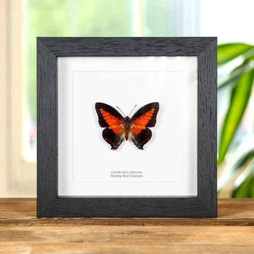 Taxidermy Shining Red Charaxes Frame (Charaxes zingha) - Bild 1 von 9