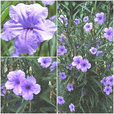 8 Mexican Petunia Ruellia Brittoniana Fresh Cuttings Free Shipping Ebay