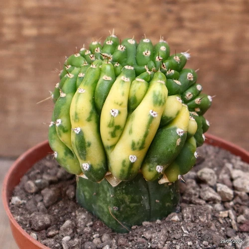 D4402 CEREUS PACHA. CRESTED VARIEGATED GRAFT pot10-H8-W6 cm MaMa Cactus