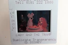 Lady and the Tramp     35mm Celluloid slide Clear focus