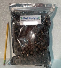 Shiny Leaf Yellowhorn Xanthoceras Sorbifolium 2 Ib (approximately 800) Seed Pack