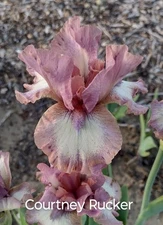 Intermediate Bearded "COURTNEY RUCKER" Fresh and Healthy