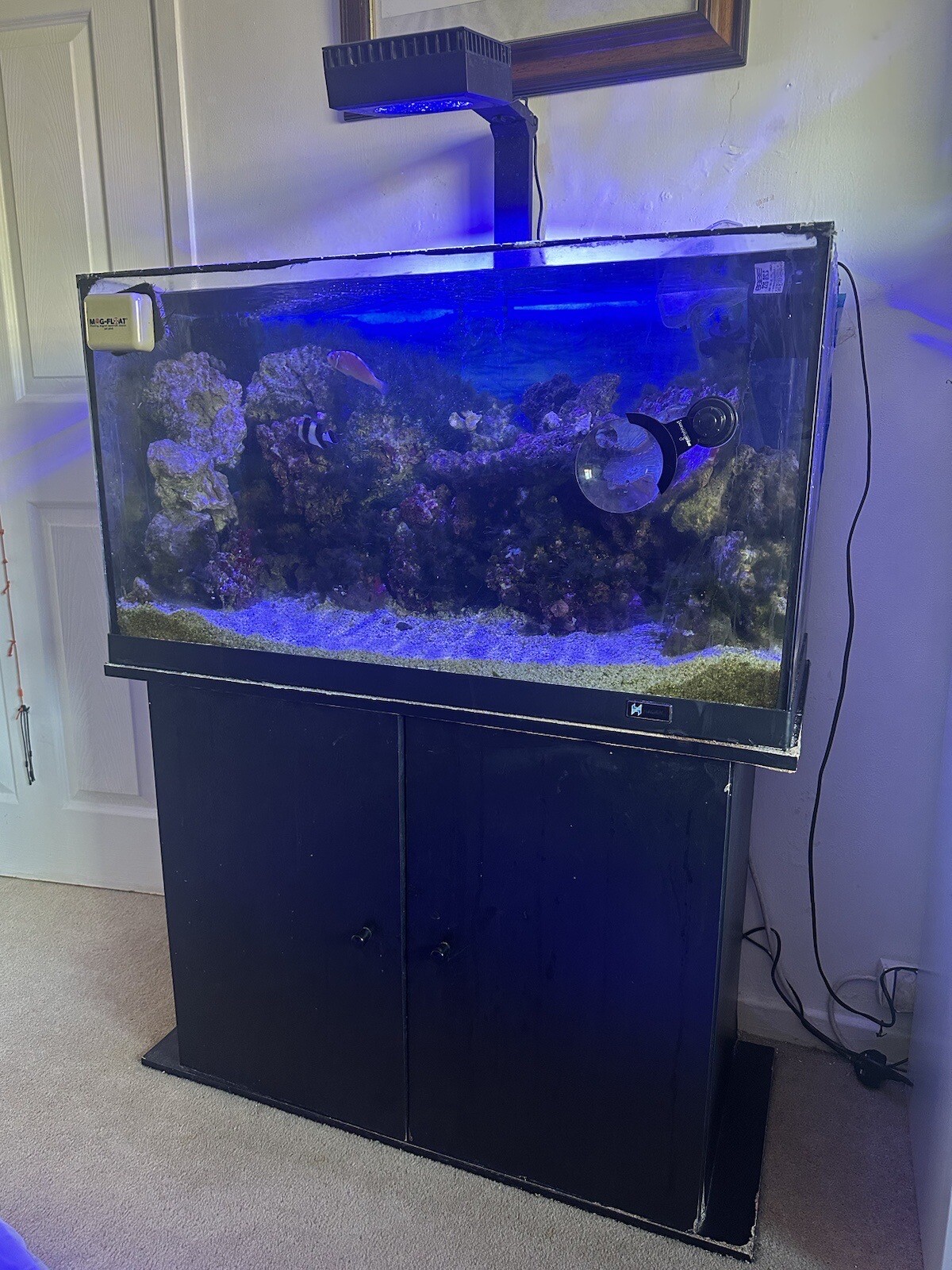 Complete Marine Aquarium Set Up With Fish & Redsea Reef LED 90 And