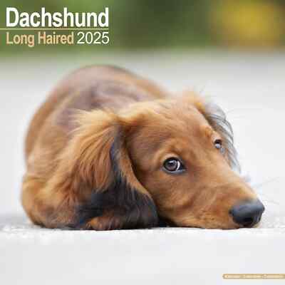 Kalender 2025 - DACKEL LANGHAARIG