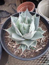Agave parrasana Giant Colorado Cold Hardy Blue Artichoke Succulent Plant 173