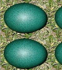 2 FRESH FERTILE EMU HATCHING EGGS USPS PRIORITY MAIL SHIPS 24HR FROM LAYING